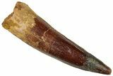 Fossil Spinosaurus Tooth - Real Dinosaur Tooth #293980-1